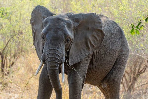 Dois trabalhadores da Niassa Lion Project continuam desaparecidos na sequência dos ataques