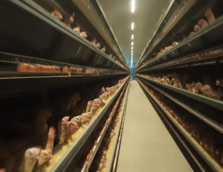 INAE desmonta “ninho” dos ovos pré-fabricados e expõe irregularidades em aviário de Matutuíne