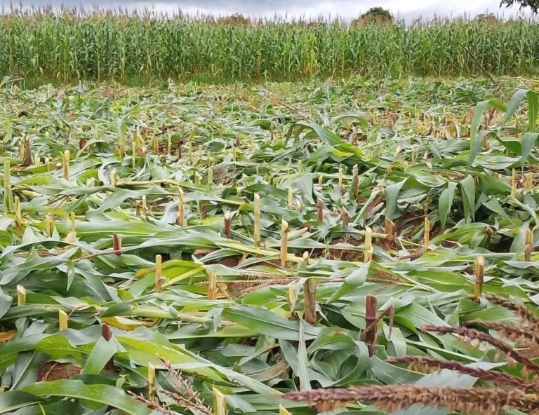 Vingança amarga em Angónia: marido “destronca” machamba após descobrir traição