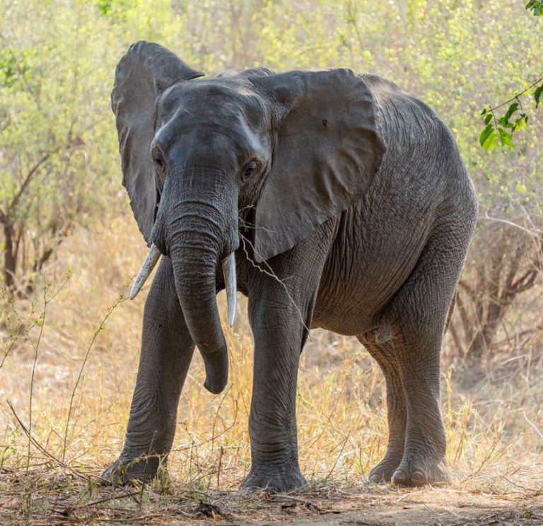 Mecula sob pressão: fauna bravia mata quatro e invade 49 machambas