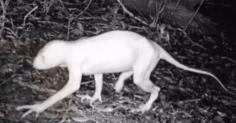 Animal misterioso com quatro patas e unhas compridas agita o México